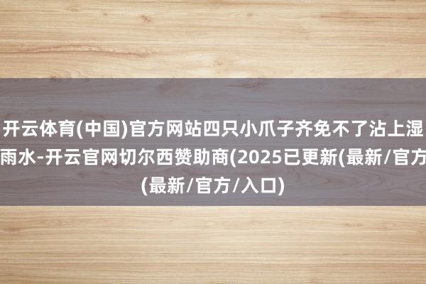 开云体育(中国)官方网站四只小爪子齐免不了沾上湿淋淋的雨水-